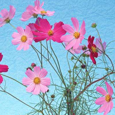 皇冠app下载安装免费下载